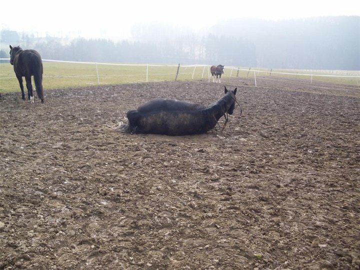 GTW-12km_050311_11.JPG - Hier bin ich Schwein ...