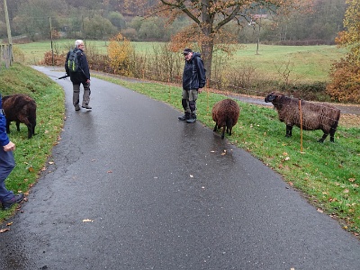 GTW-101118 Dhuenn 05  Ups, da sind zwei Schafe ausgerissen!