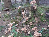 GTW 22-09-18 Kuerten-pre 03  Kommt drauf an ... zu diesen Hallimaschen geht es geradeaus, wir aber wollen nach Biesenbach.