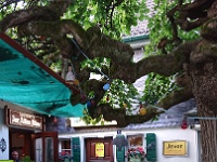 GTW 22-09-18 Kuerten-pre 28  Hier gibt's Jever Pils :-).