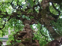 GTW 22-09-18 Kuerten-pre 29  Über 100 Jahre alt ist die schattenspendende Ulme vor dem Eingang.