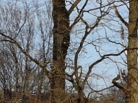 GTW020219 mar 06  Perfekt getarnt