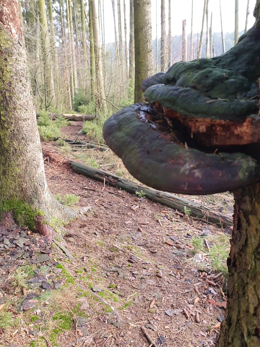 GTW-020220 BB pre 13