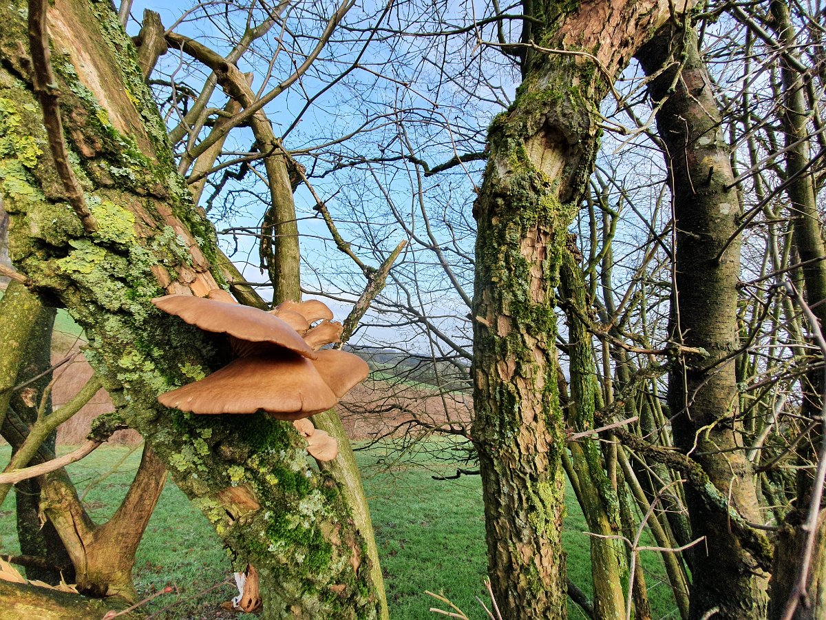 GTW-020220 BB pre 17