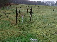 GTW-020220 BB joe 01  Und nun Impressionen von der Großen Strecke (GS):  Im Feldbachtal - was ist denn das?