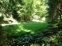 GTW 030618MK BeWaWo-pre 14  Im Tal des Leiverbachs