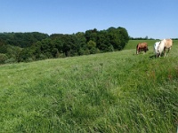 GTW 030618MK BeWaWo-pre 24  Da stand das Gras noch hoch und der trockene Sommer bevor.
