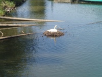 GTW 030618MK BeWaWo-pre 25  Mutter Schwan an der Wuppertalsperre