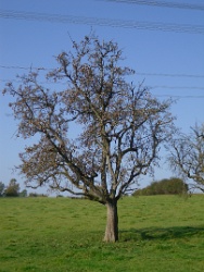 Kein Laub mehr am Birnbaum, aber voller goldbrauner Früchte.