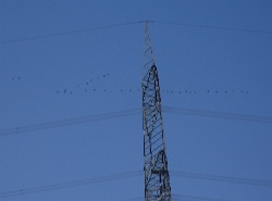 Die Kormorane ziehen schon nach Süden.