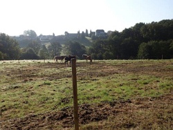 4-Beinige Idylle mit Wiehagen im Hintergrund