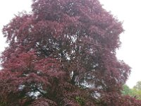 GTW-050519 joe 04  Die ehemalige Bergbahntrasse hinunter kamen wir in die Barmer Anlagen mit vielen beeindruckenden Baumriesen wie dieser Blutbuche.