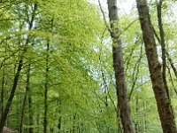 GTW-050519 joe 07  Im Murmelbachtal