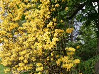 GTW-050519 joe 13  Überall blühten Rhododendron-Sträucher, das es eine Freude war.