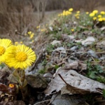 GTW-070418 mar 056  Huflattich