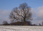 Dieser Baum hat zwei Gesichter ...