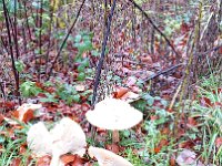 GTW-091119 joe 06  (GS) Fichtenreizker