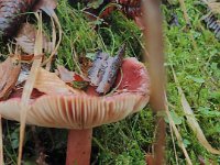 GTW-091119 mar 09  (KS) Wenn das kein Täubling ist!