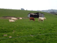 GTW 10.04.17 lindlar-mk 24  Bergische Idylle, beliebt bei den Tageswanderern, findet man rund um Lindlar.