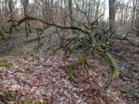 GTW 10.04.17 lindlar-vorw-mk 38  Ein versteinerter Urzeitkrake? ;-)