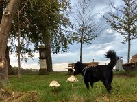 GTW-131019_iris_04 (KS + GS) Die sind okay und essbar: Parasolpilze.