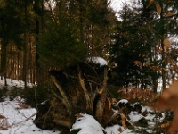 GTW-180218 joe 009  (GS) Die Baumwurzel bietet der neuen Tanne offenbar genug für's Überleben :-).