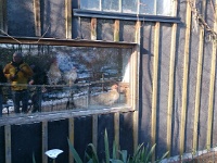 GTW-180218 joe 015  (GS) Die Kotthausener Hühner sind für ihre Neugier bekannt.