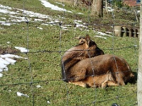 GTW-180218 mar 005  Kleines Schläfchen in der Sonne