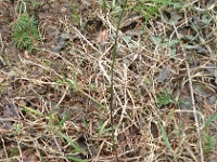 GTW-180318 joe 003  Zum Schluss ein Frühlingsbote: der Huflattich.