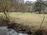 GTW-180318 mar 005  (KS) Der Eifgenbach