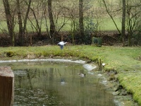GTW-180318 mar 013  (KS) Es ist aber nur ein Fischteich geworden, den die Graureiher gerne besuchen.