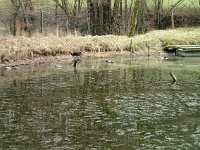 GTW-180318 mar 014  (KS) Und die Tafelenten natürlich.