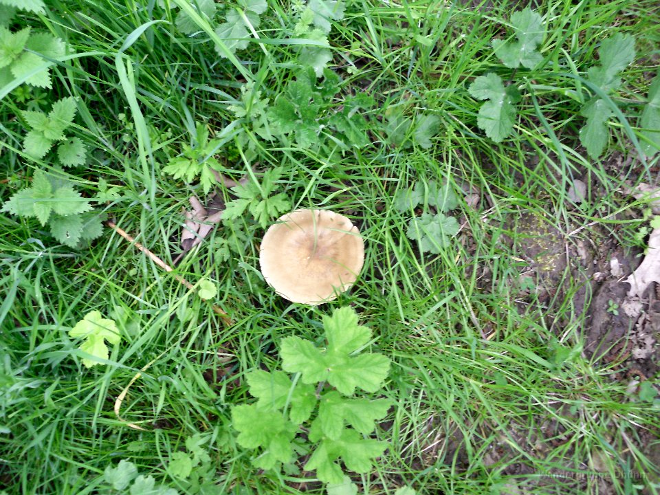 GTW 26-04-14 BergBorn 17