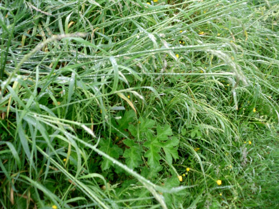 GTW 29-05-14 Jugend 04