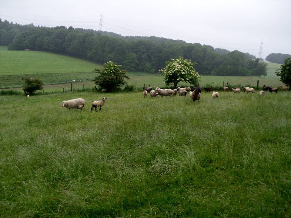 GTW 29-05-14 Jugend 16