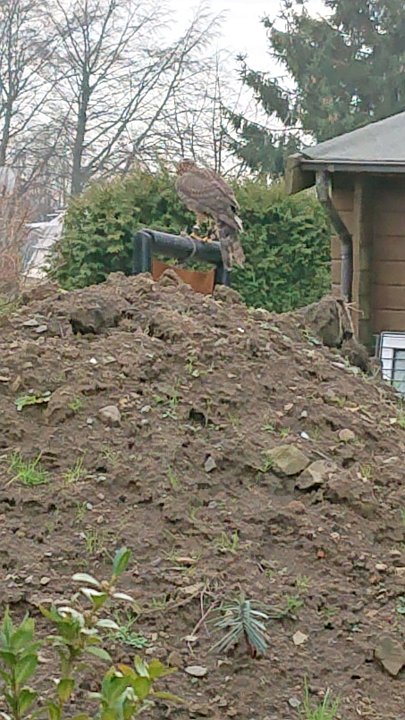 GTW-301219 Bever joe 03