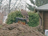 GTW-301219 Bever joe 03  Hier in Wefelsen werden kranke Raubvögel und Eulen wieder aufgepäppelt, um dann in die Freiheit zurückzukehren.