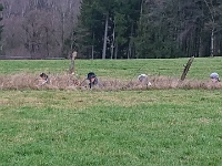 GTW-301219 Bever joe 20  Durch diese hohle Gasse kommen sie ...