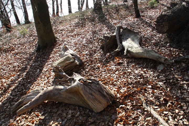 GTW-6km_060311_dit_04.jpg - Diese Wurzelstücke wären nette Mitbringsel für den eigenen Garten.