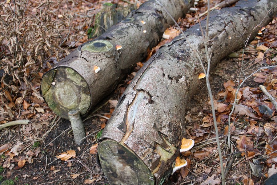 Nützliche Parasiten: Baumpilze