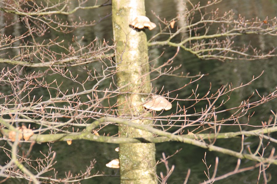 Nützliche Parasiten: Baumpilze