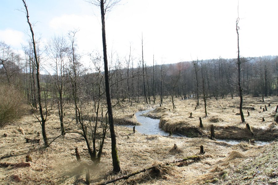 Auf der anderen Seite der Landstraße ergibt sich ein ganz anderes, surreales Bild: wie eine Moorlandschaft, wenn das Laub noch nicht da ist. Hier fließen Beverbach (von rechts) und Moorbach (v. lks.) zusammen und füllen gemeinsam in die Talsperre.