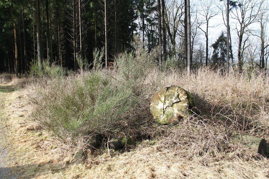 Noch liegt im Februar der Rauhreif auf den Sträuchern.