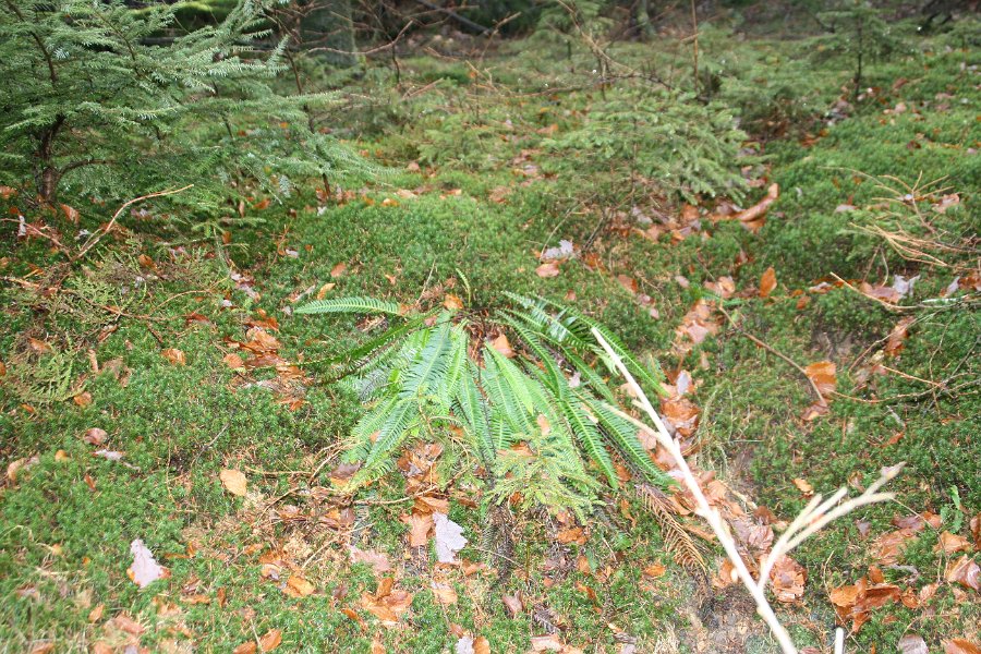 Farn, Moose, Blaubeersträucher und noch junge Fichten