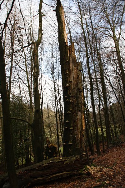 Wie vielen Tier- und Pflanzenarten mag wohl dieser prachtvolle Baumrest noch die Möglichkeit zum Leben bieten?
