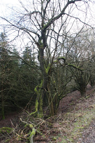 Nun geht es steil bergauf durch einen wahren Märchenwald.