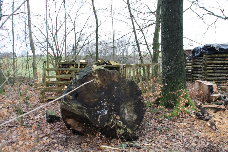 Eine Baumscheibe von diesem Riesen würde eine schöne rustikale Tischplatte ergeben.