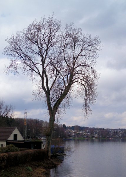 Die DLRG-Wachstation wird von diesem stattlichen Baum bewacht.
