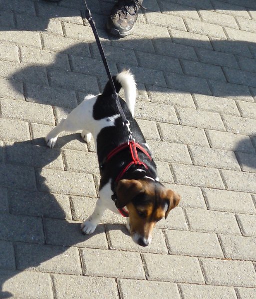 Auch unsere vierbeinigen Wanderfreunde waren gekommen :-).