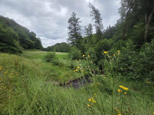 Im Naturschutzgebiet Weltersbachtal Im Naturschutzgebiet Weltersbachtal
